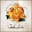 Calendula