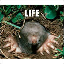 LIFE