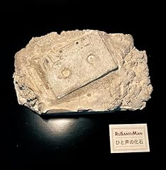 fossil