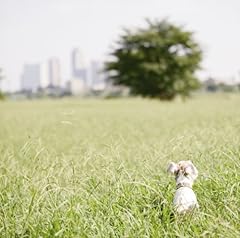 大人の子守唄